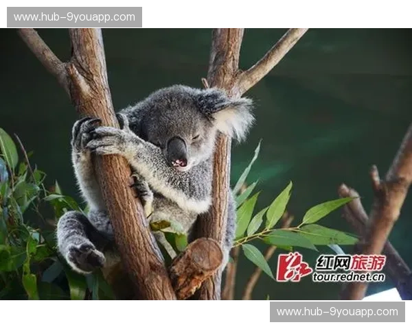 童话与袋鼠的博弈：当北欧极简遇上南半球狂野，丹麦vs澳大利亚的全维度较量